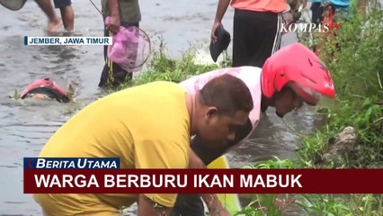 Warga Jember Berburu Ikan Mabuk di Sungai Bedadung
