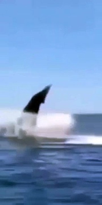 ORCA