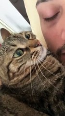 Cat Bites Man's Nose