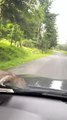 Rat Hitches A Ride Upstate