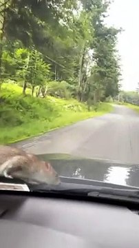 Rat Hitches A Ride Upstate