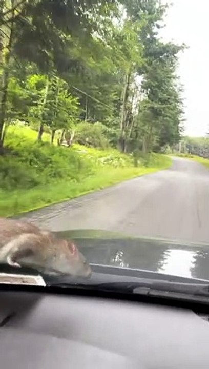 Rat Hitches A Ride Upstate