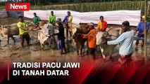 Tradisi Pacu Jawi, Berawal dari Bajak Sawah hingga Lomba Adu Cepat Sapi