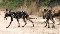 African Wild Dogs Play With Baby Impala Head