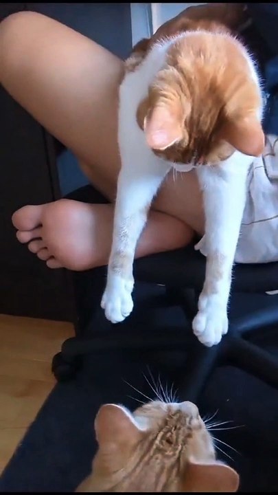 Cat Tries to Catch His Last Brain Cell