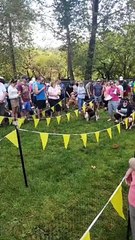 Basset Hound Races