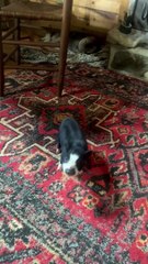 Heeler And Piggy Play At Home