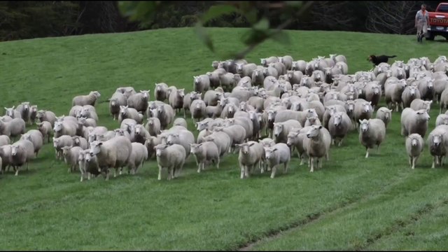 Mengenal Nama Hewan dan Suaranya