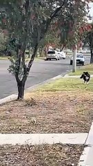 Tough Cat Scares Off Dog