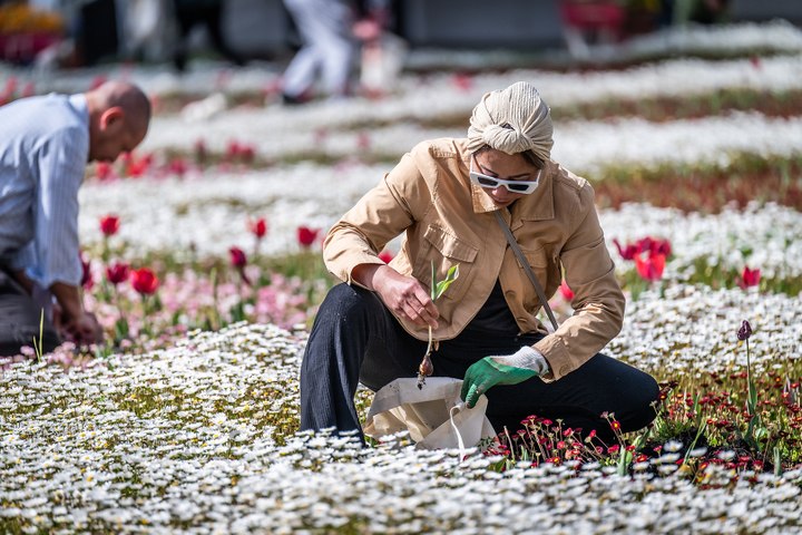 Bulb dig day at Floriade 2023 | The Canberra Times | Canberra, ACT