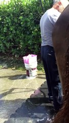 Día III Andalusian mare a Vet 2020