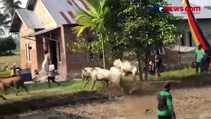 Pacu Jawi, Tradisi Balap Sapi dari Tanah Minang
