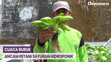 Cuaca Buruk, Petani Sayuran Hidroponik di Lamongan Merugi