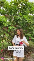 เนย โชติกา โชว์ภาษาแหลงใต้ พาเที่ยวบ้าน เก็บชมพู่ลูกใหญ่มาก