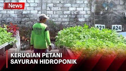 Dampak Musim Panas, Petani Sayuran Hidroponik di Lamongan Merugi