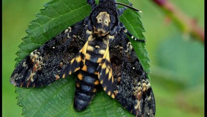 Weekly Wildlife: Death's Head Hawkmoths & Dimetrodons