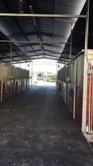 Día III Andalusian mare a Vet 2020