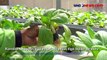 Cuaca Panas Rugikan Petani Sayuran Hidroponik di Lamongan