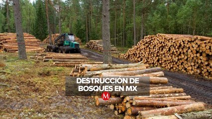 La alarmante expansión de la Tala Clandestina en los Bosques Nacionales
