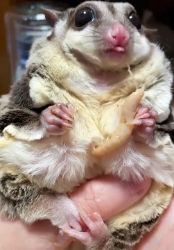 Little Mouse Eating Insect As Food | Animals Eating Food | Cute Pets | Animals Satisfying Videos #animal #mouse #rat