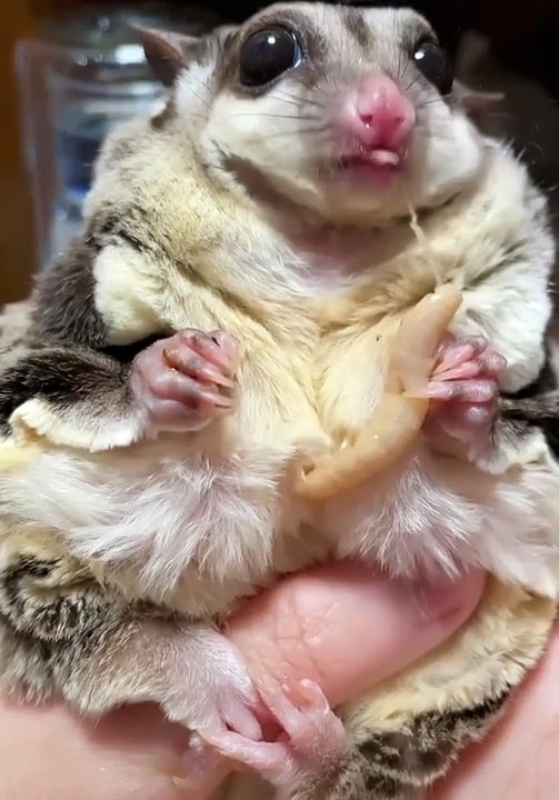 Little Mouse Eating Insect As Food | Animals Eating Food | Cute Pets | Animals Satisfying Videos #animal #mouse #rat