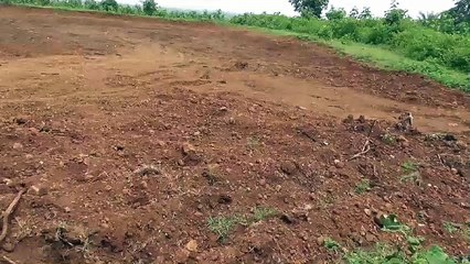 बिना अनुमति निकाली जा रही मुरुम