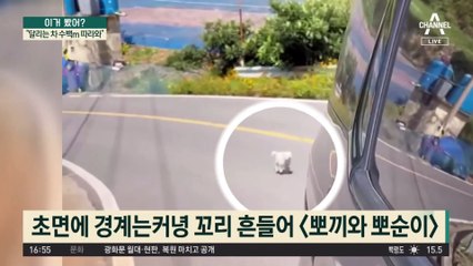“달리는 차 수백m 따라와”…유기견 입양 사연 ‘울컥’