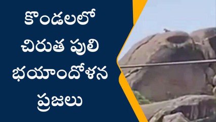 కర్నూలు: చిరుతపులి కలకలం... గొర్రెలు, జింకలపై దాడి..!