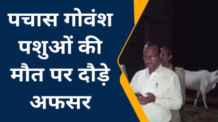 रामपुर : 50 गोवंश पशुओं की मौत की खबर, एसडीएम के निरीक्षण में निकली झूठी