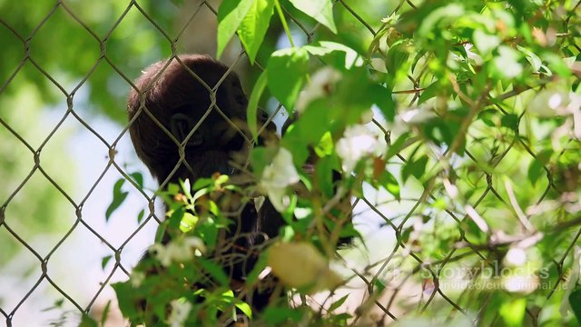 Animal Olympics: Amazing Feats of Strength