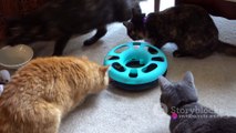 Cats vs. Laser Pointers: Hilarious Chase