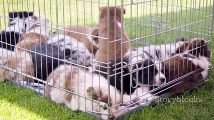 Puppy Love: Dogs Finding Their Forever Families
