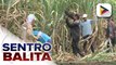 Pamahalaan, nagpapatupad ng iba’t ibang mga programa para mapataas ang ani at kita ng sugar cane farmers sa bansa;