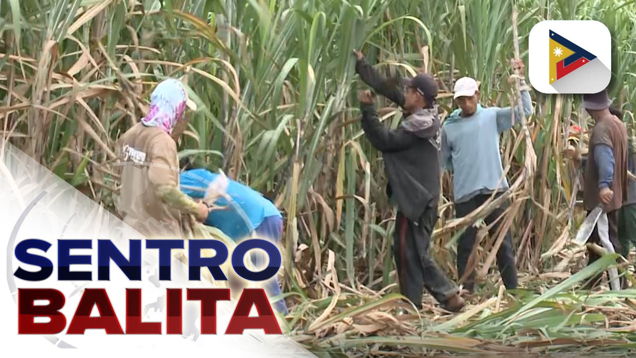 Pamahalaan, nagpapatupad ng iba’t ibang mga programa para mapataas ang ani at kita ng sugar cane farmers sa bansa;