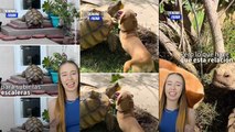 La amistad entre este perro y esta tortuga es simplemente inquebrantable
