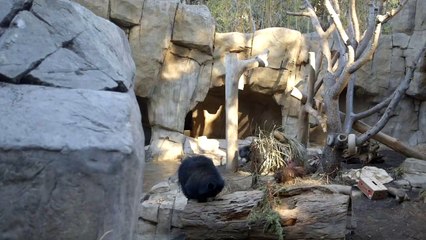 This Bear Is Pretty Quick For Having ‘Sloth’ In Its Name