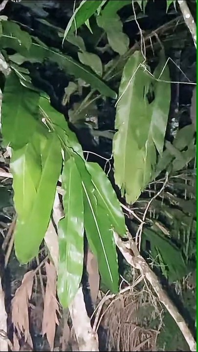 Paranormal activity ghost on camera part 258