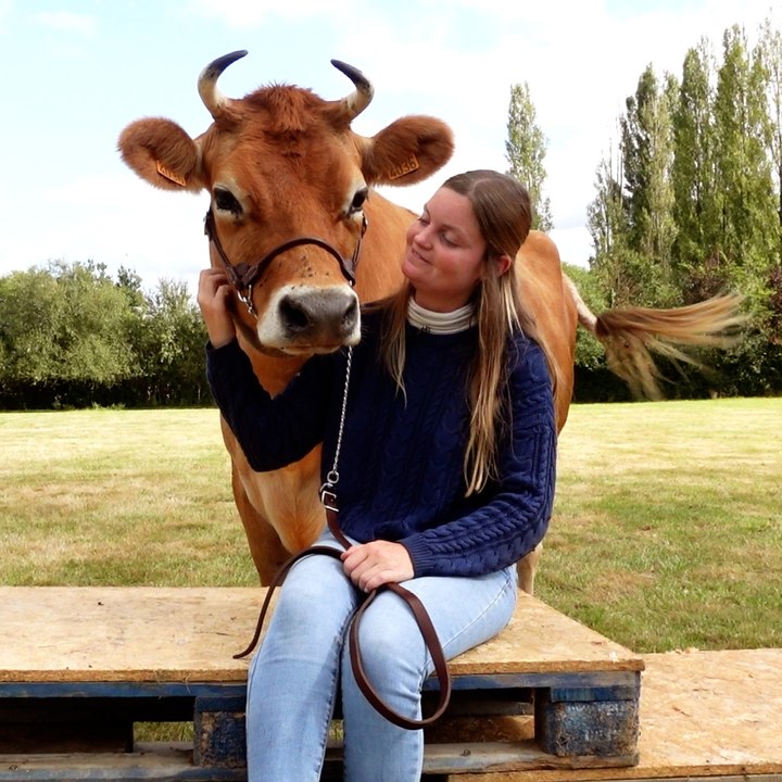 Élodie dresse sa vache Tagada comme "un gros poney"