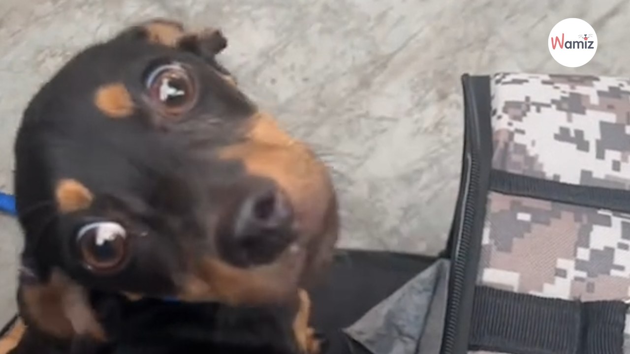 Pendant leur voyage, ils voient un chiot dénutri et décident de changer sa vie : cette vidéo redonne foi en l'humanité !