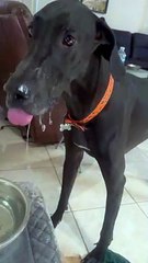 Un dogue allemand éclabousse de l'eau partout