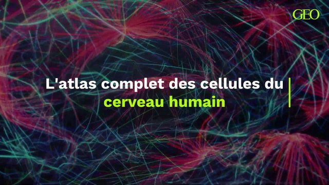 Des scientifiques dévoilent un atlas complet des cellules du cerveau humain