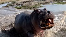 Angry hippo attacks wildlife photographers on safari