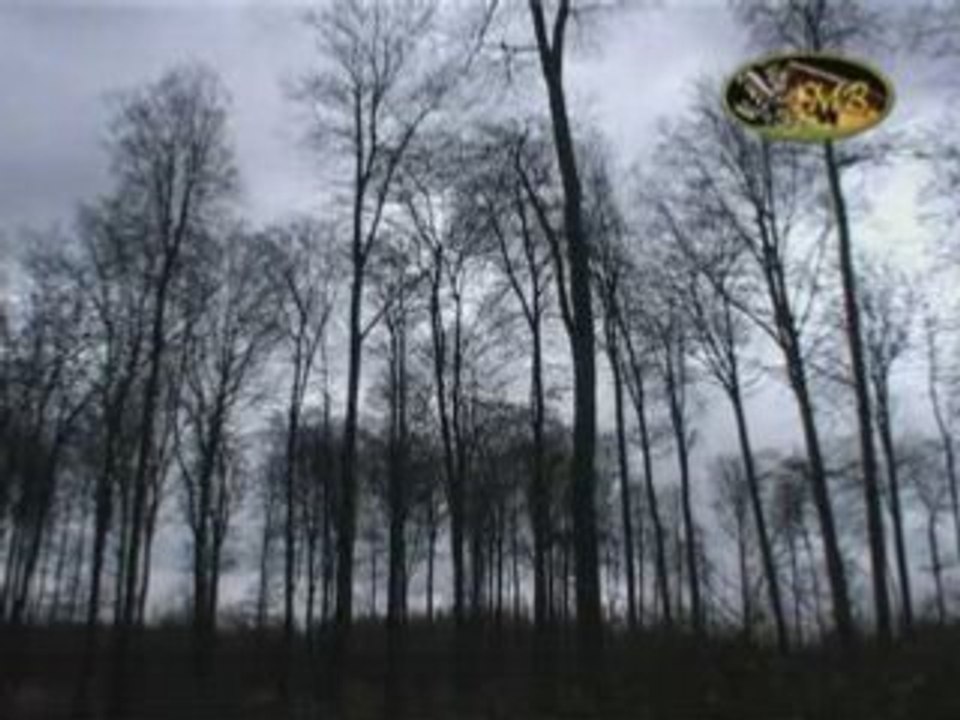 Tempête en Forêt de Soignes