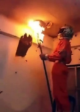 Regardez comment il détruit un nid de guêpes