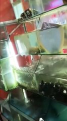 Regardez qui a mis de l'eau partout... une raie