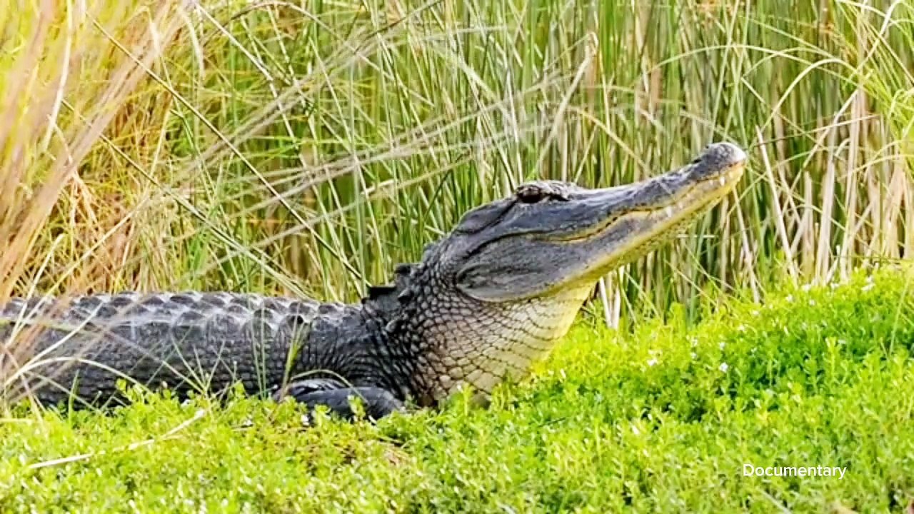 Documentary crocodile