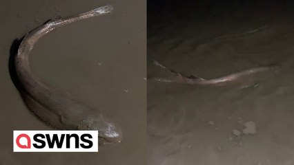 Siblings have told of their shock after they discovered shark on UK beach