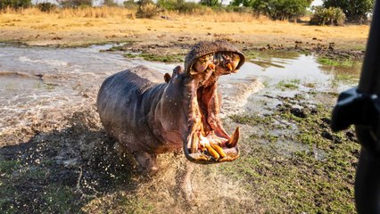 Angry Hippo Attacks Wildlife Photographers On Safari | Wild-ish TV