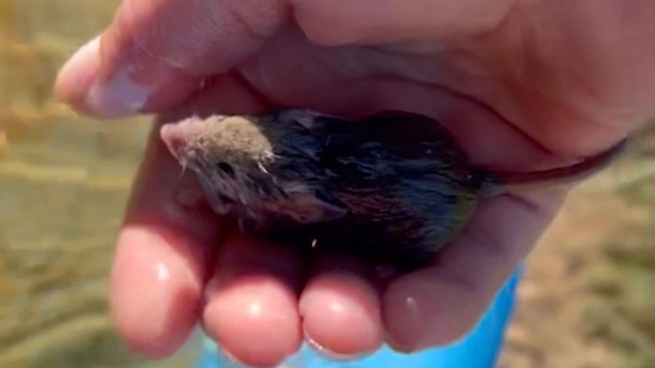 Woman Saves Teeny Rodent Drowning In Kiddie Pool | Wild-ish TV