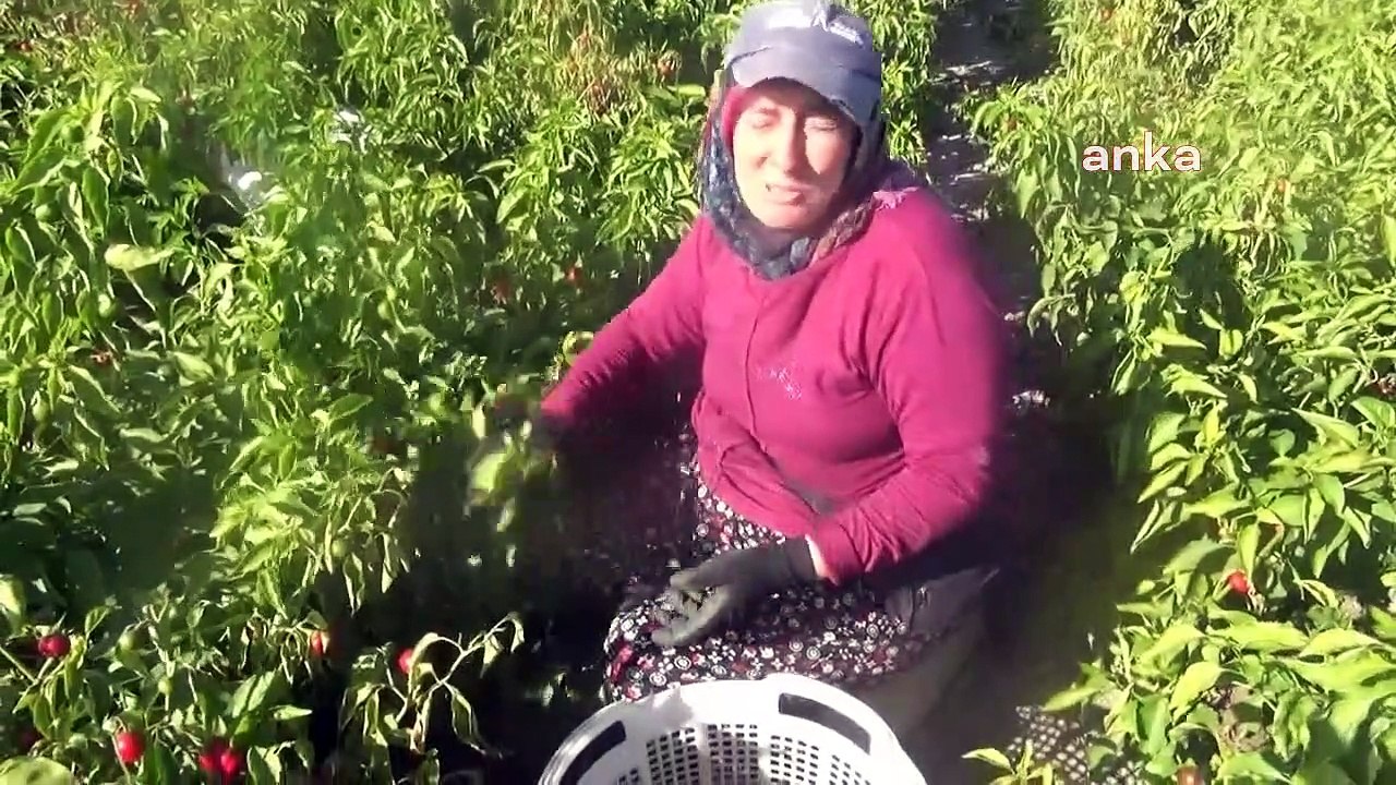 Ouvrier agricole à la retraite de Manisa： ＂Ceux qui viennent ici pour travailler dans les champs de poivre viennent à cause de la faim, pas à cause de leur richesse＂